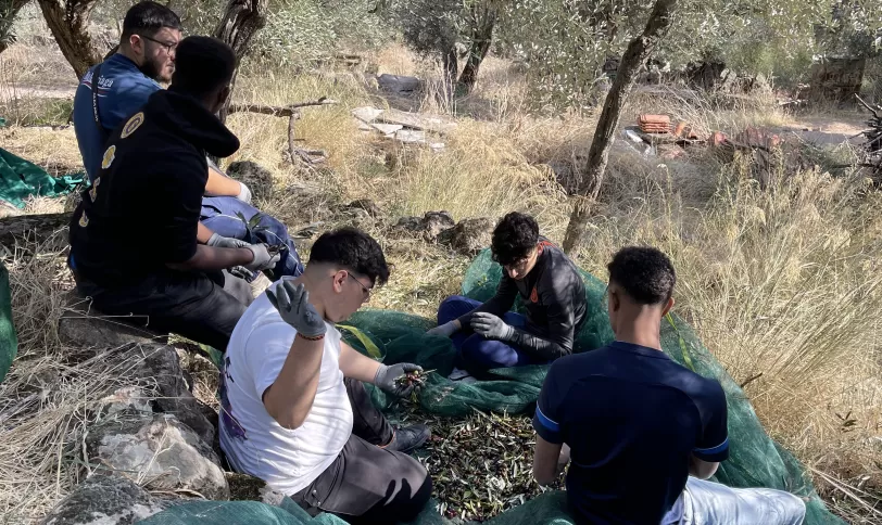 Jongeren plukken olijven in Griekeland